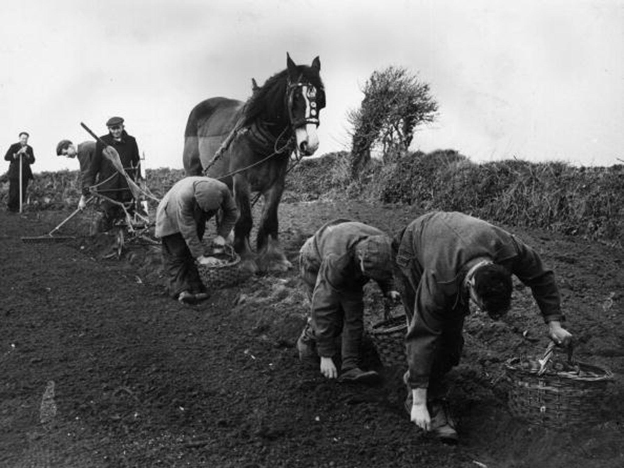 Potato planting in Cornwall, 1949