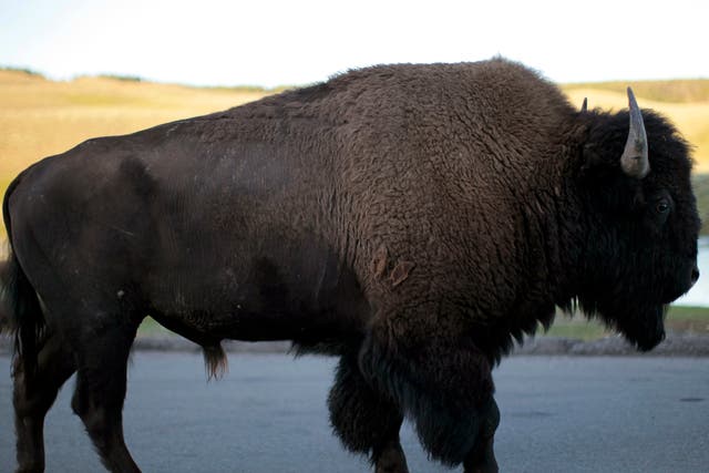 Daniel Wenk had hoped to move bison to a different part of the Yellowstone National Park before he ended his 43-year career.