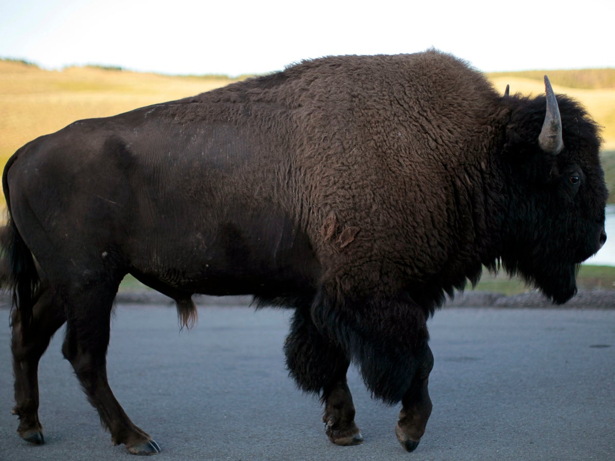 Man Chased By Bison In Yellowstone Park After Getting Out Of Car To Taunt It The Independent The Independent