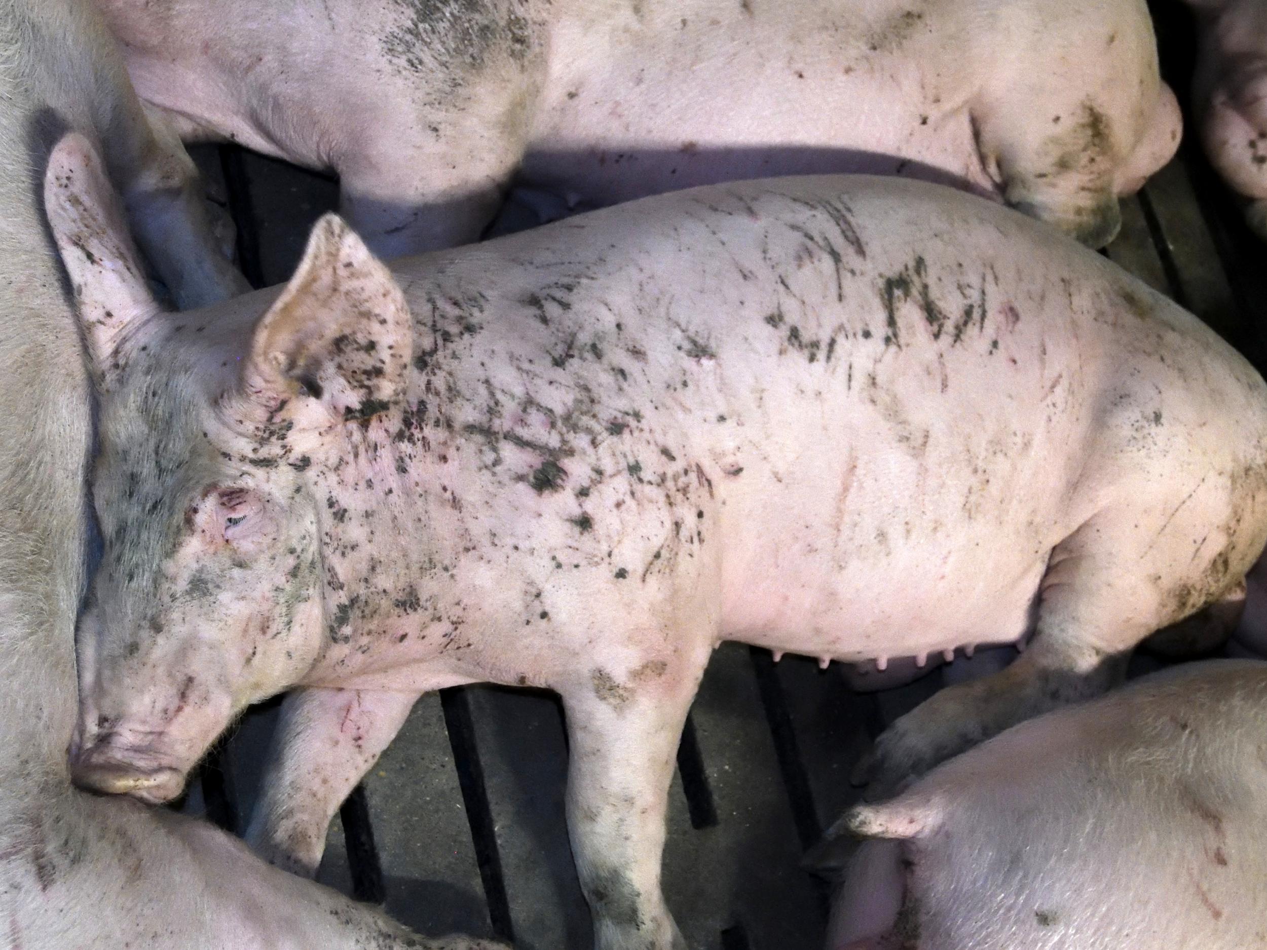 A young pig shows bad scarring from wounds