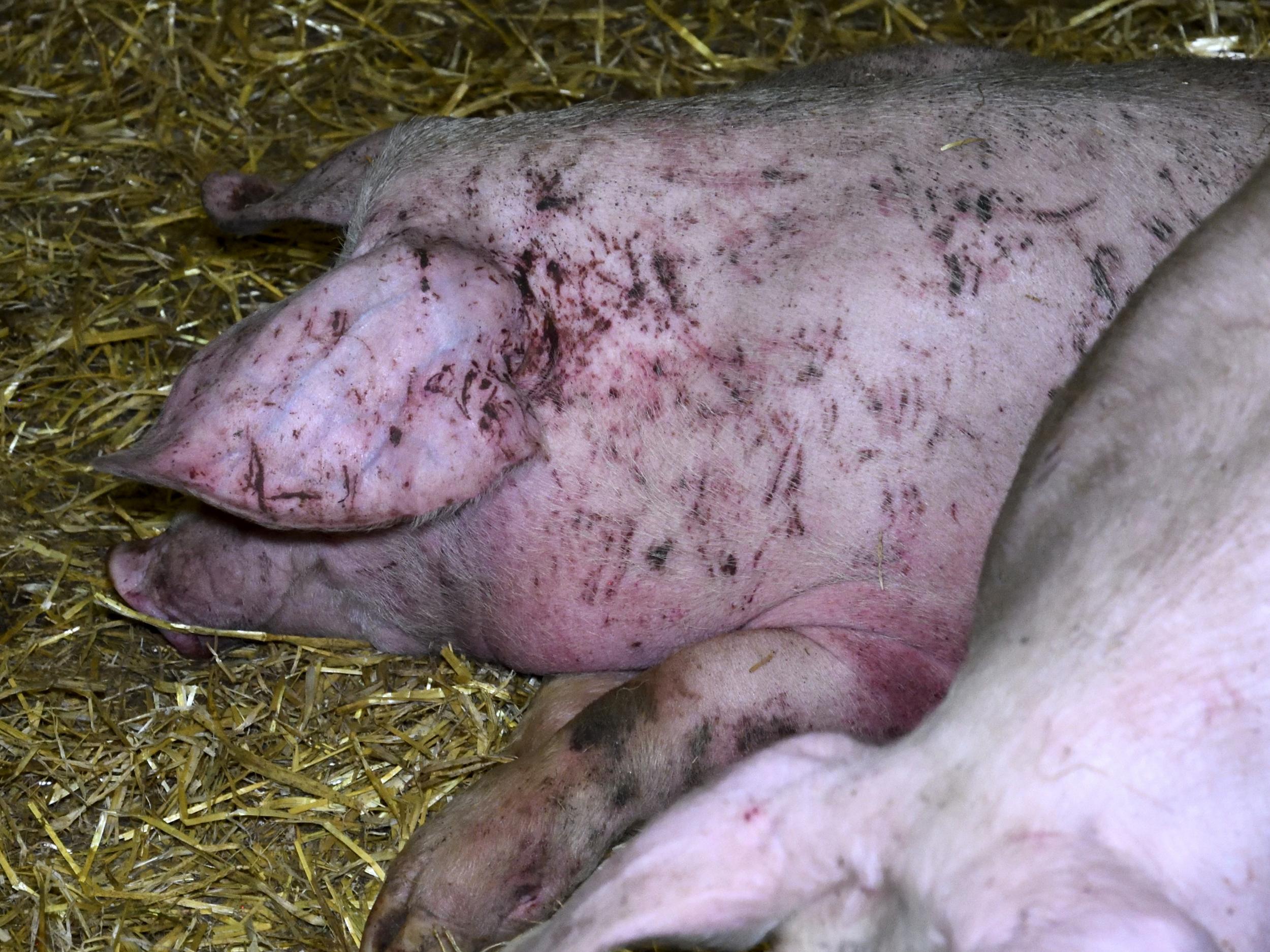 Animal Equality said the footage suggested animals were not receiving the treatment they should