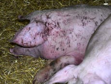 Footage of wounded pigs raises questions over Red Tractor scheme
