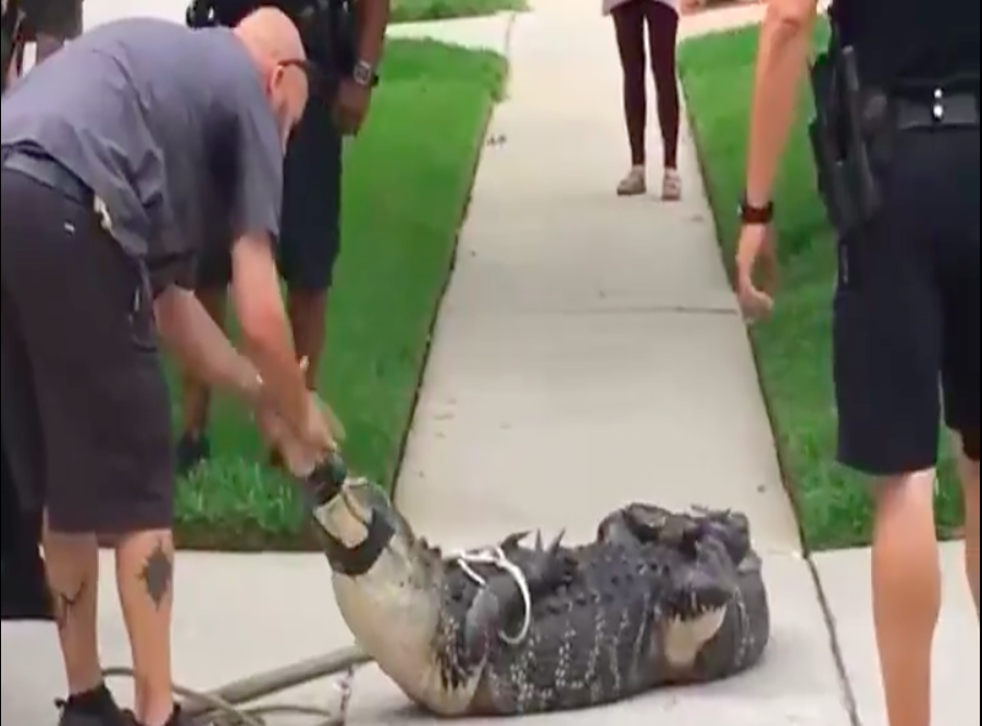 Video shows 8-foot alligator knocking trapper unconscious | indy100 ...