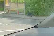 Monkey dies in motorway accident after escaping from Belfast zoo