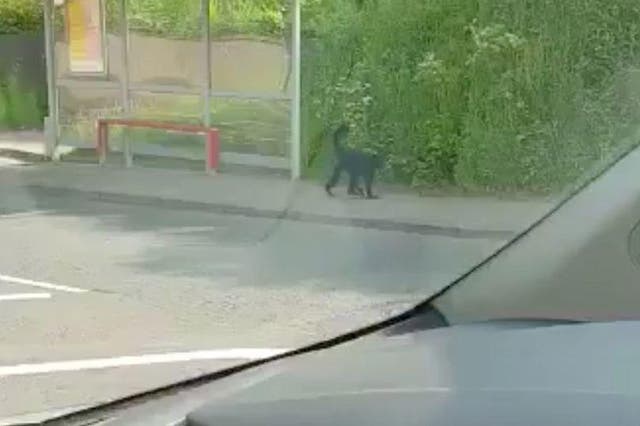 The escaped monkey walks crawls down a roadside path. Twitter @aaronmcildoon