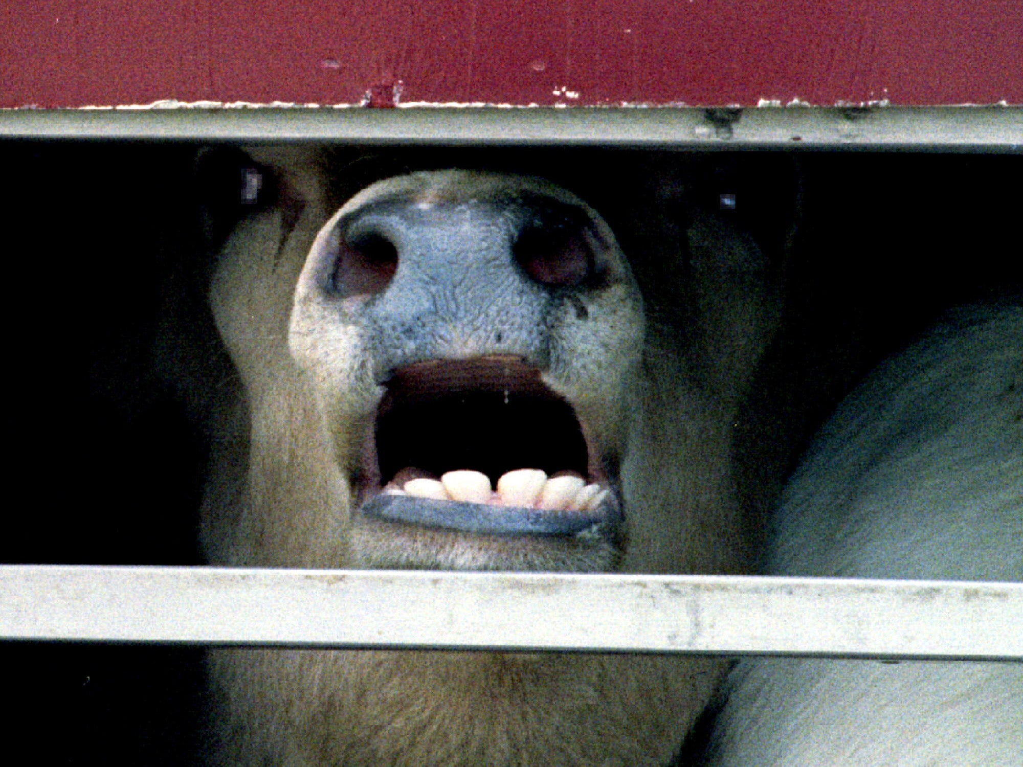 Calves and sheep suffer from overcrowding and overheating in transport lorries, say critics