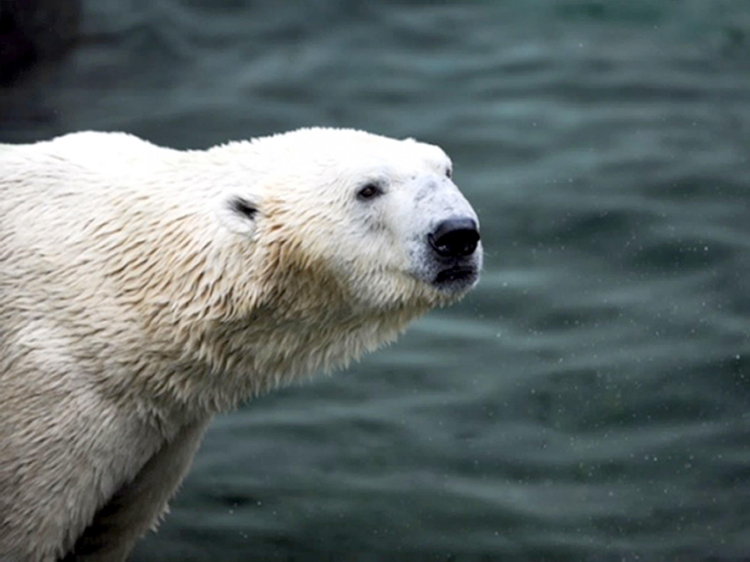 Tongki will join the park’s other polar bears: Victor, Pixel, Nissan and Nobby