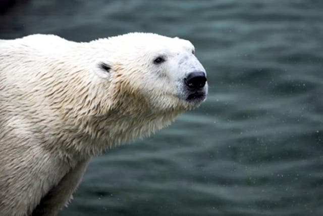 Tongki will join the park’s other polar bears: Victor, Pixel, Nissan and Nobby