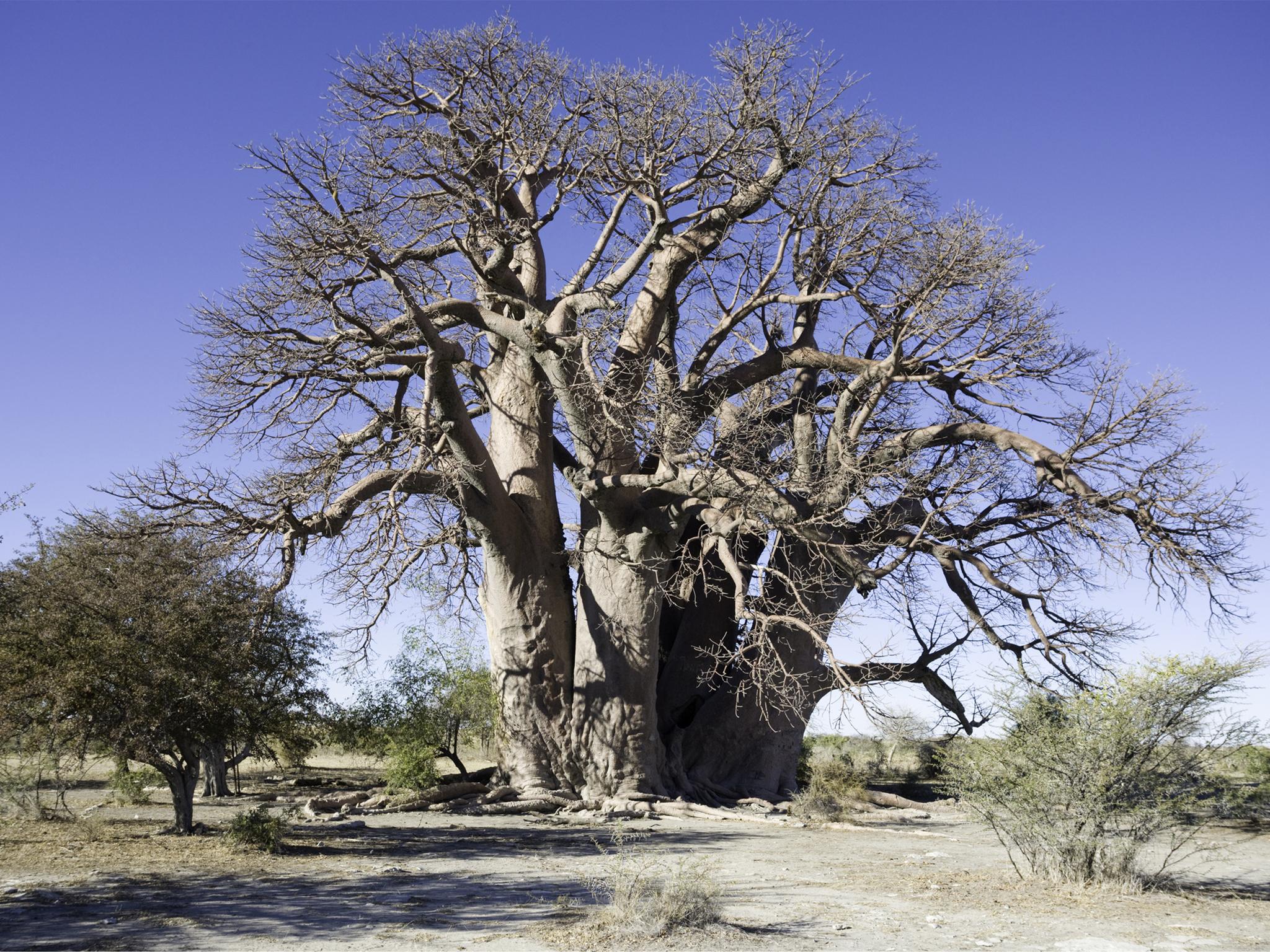 Botswana's Chapman's baobab is the best known victim of the sudden deaths