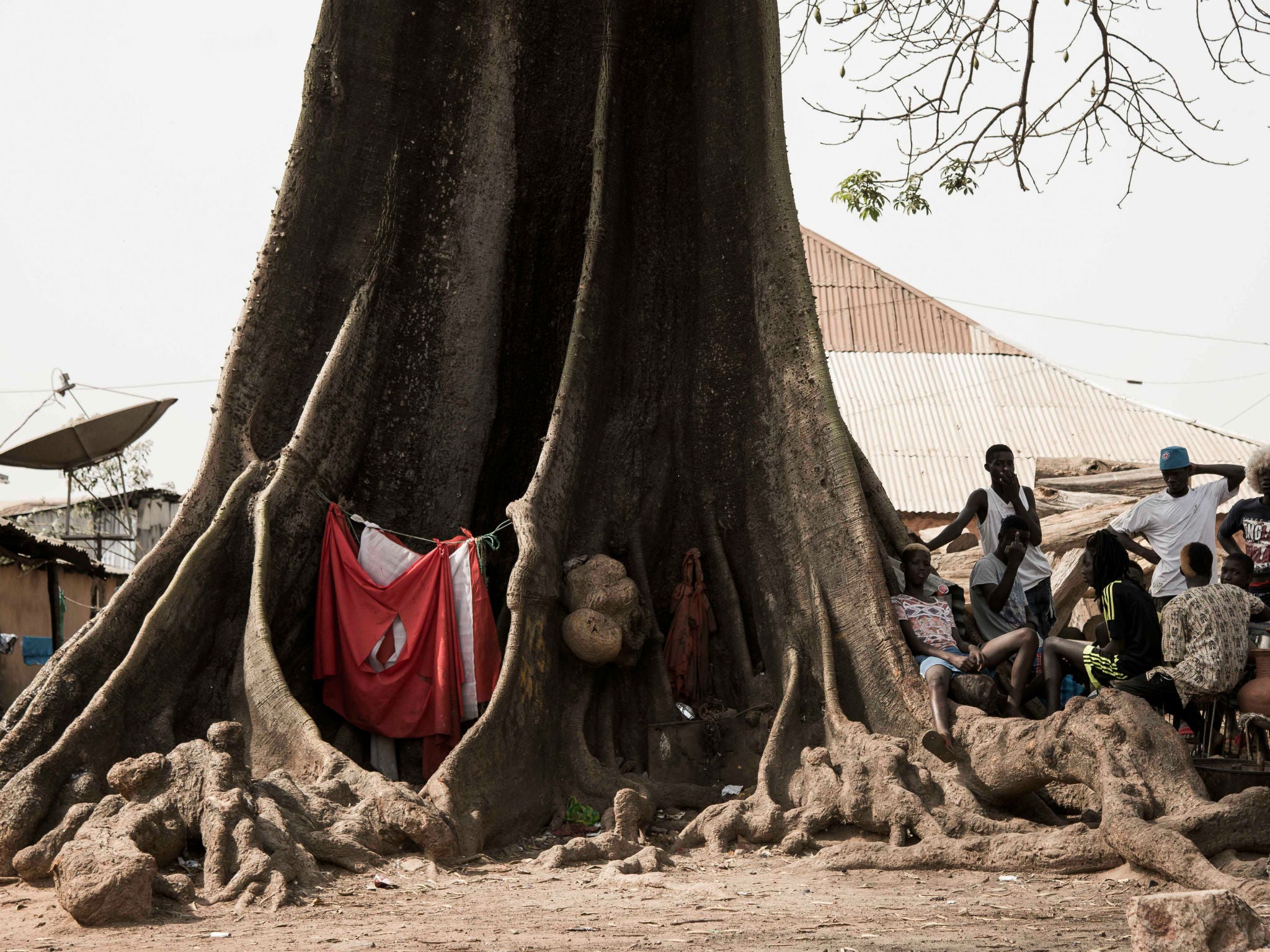 A baobab in Bissau, west Africa, with a cavity used by people for hanging washing