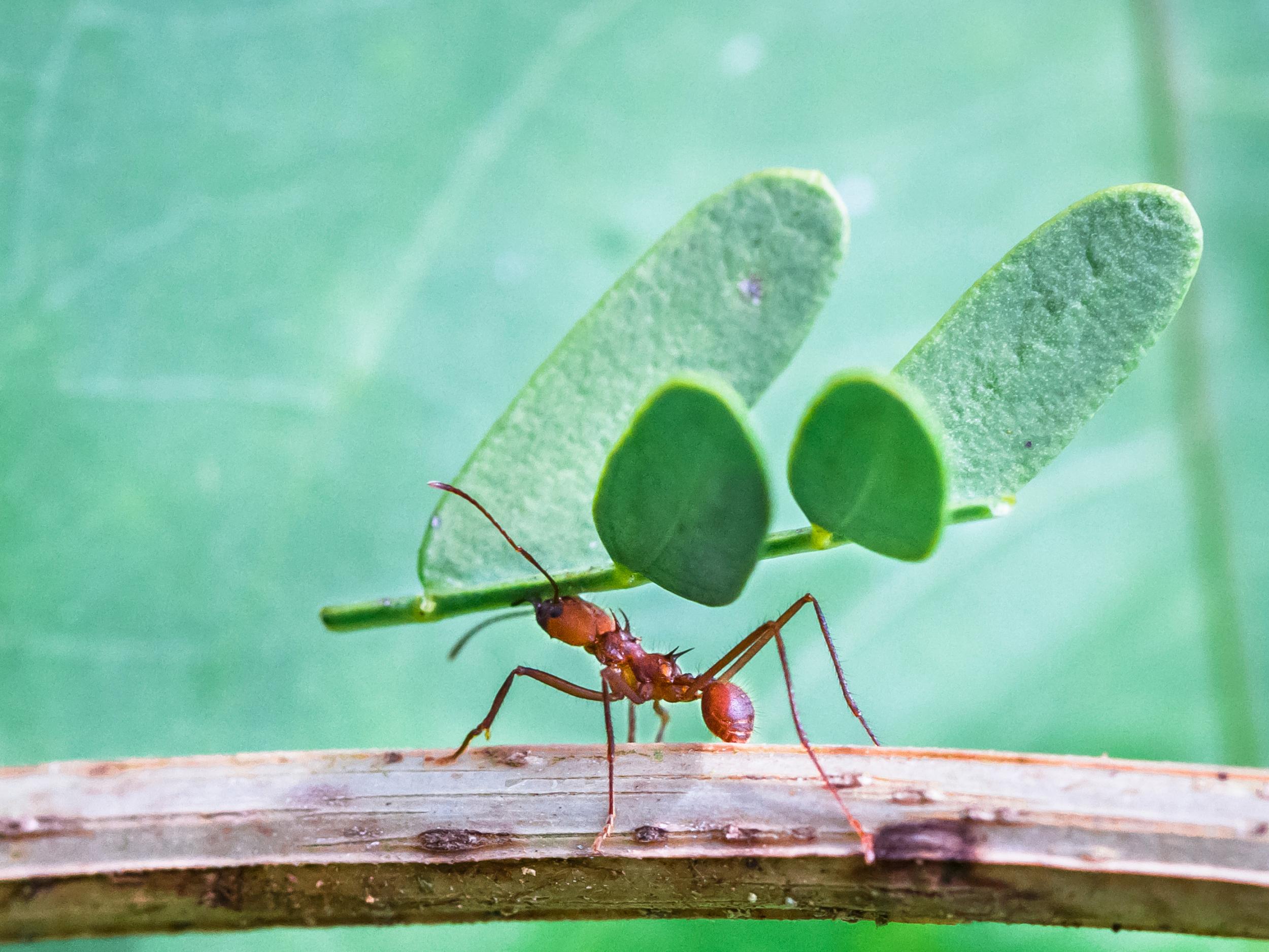 Leaf Cutter Ants Fungus