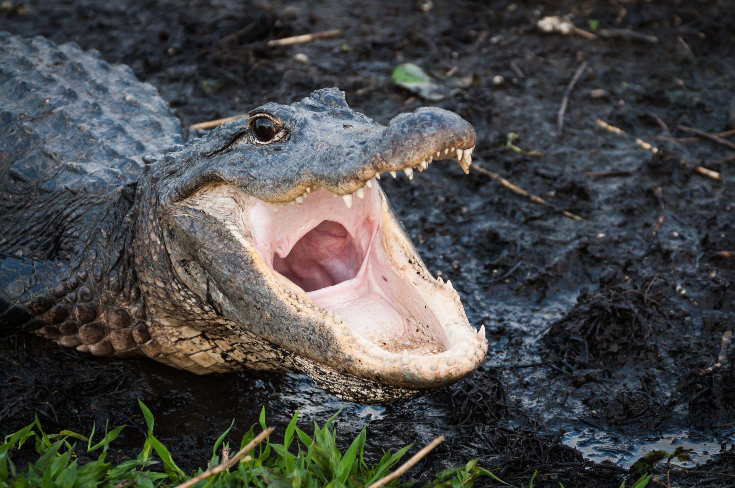 Woman killed by alligator while trying to save her dog in private South