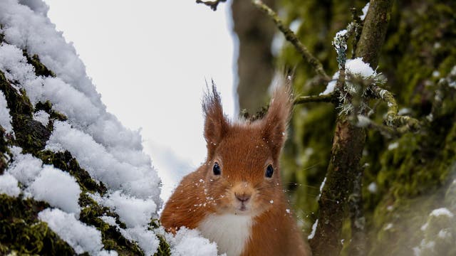 The Mammal Society’s assessment of Britain’s mammal populations is the first such review in over 20 years. The results reveal winners and losers, and highlight some of the key threat’s facing the country’s wildlife such as habitat loss, invasive species and the spread of diseases.