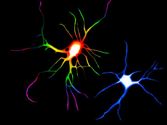 Psychedelic drugs such as LSD and ayahuasca could treat depression by causing nerve cells to sprout more branches and spines. In this image, the rainbow-coloured cell was treated with LSD compared to a control cell in blue