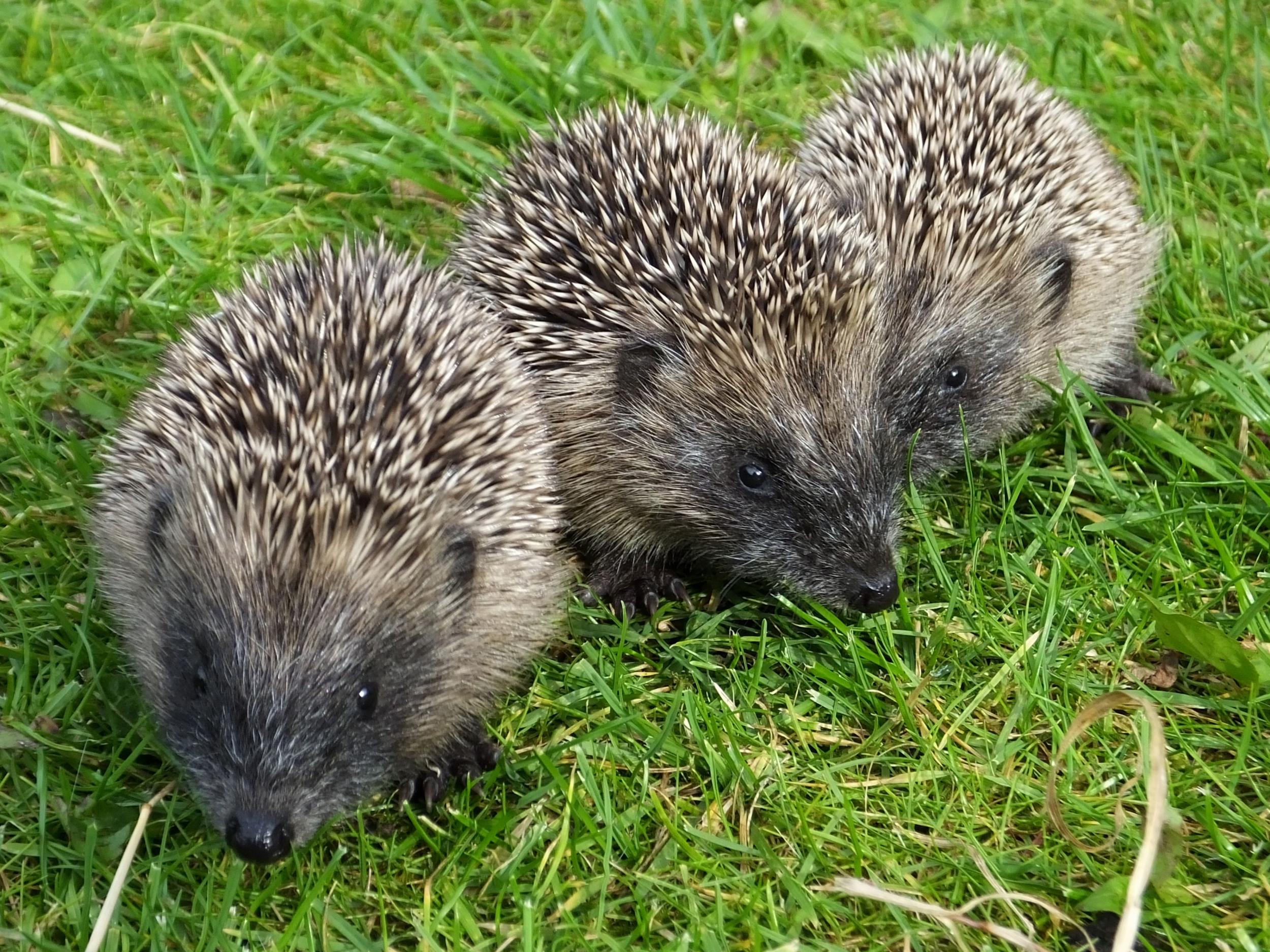 Hedgehog populations have collapsed in recent decades due largely to pesticide use and modern garden design