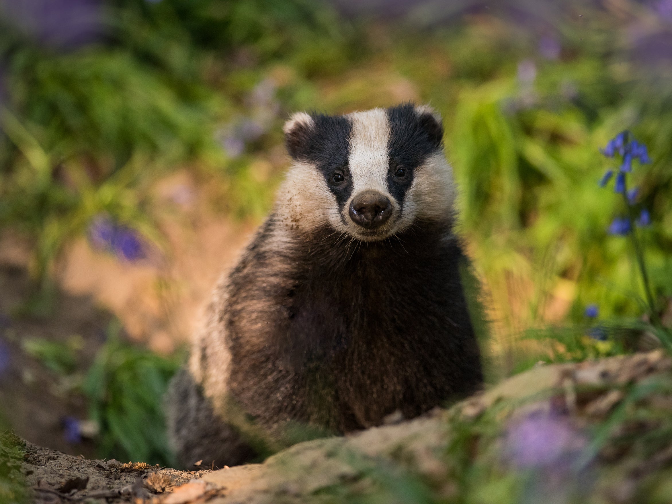 Badgers in Britain have recovered in recent years due to a decline in persecution, but the authors of the new report warned of the future impact of legal culls to prevent bovine TB