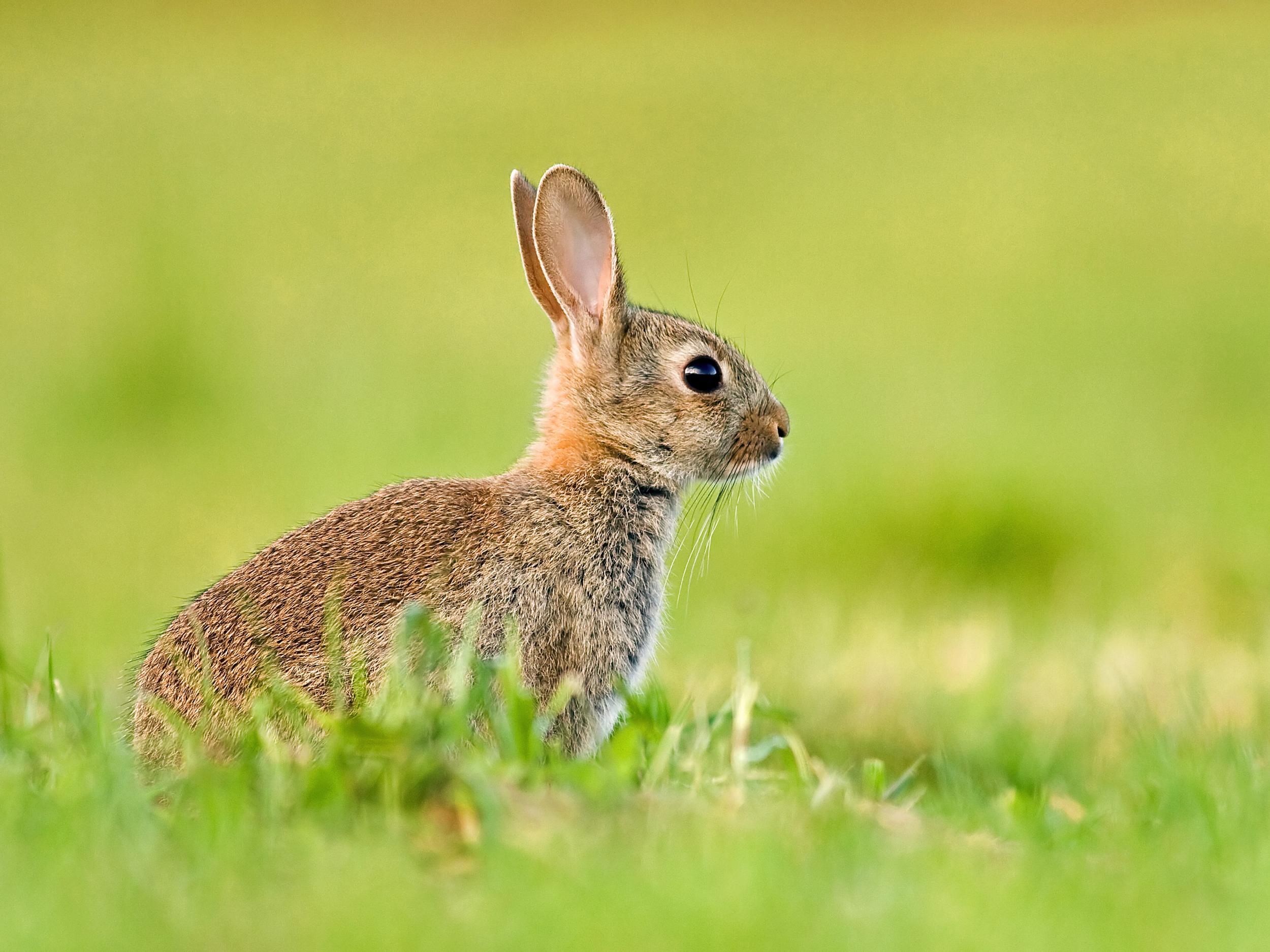 Rabbit populations have declined by 9 per cent since 1995, an effect that may be due to introduced diseases like myxomatosis