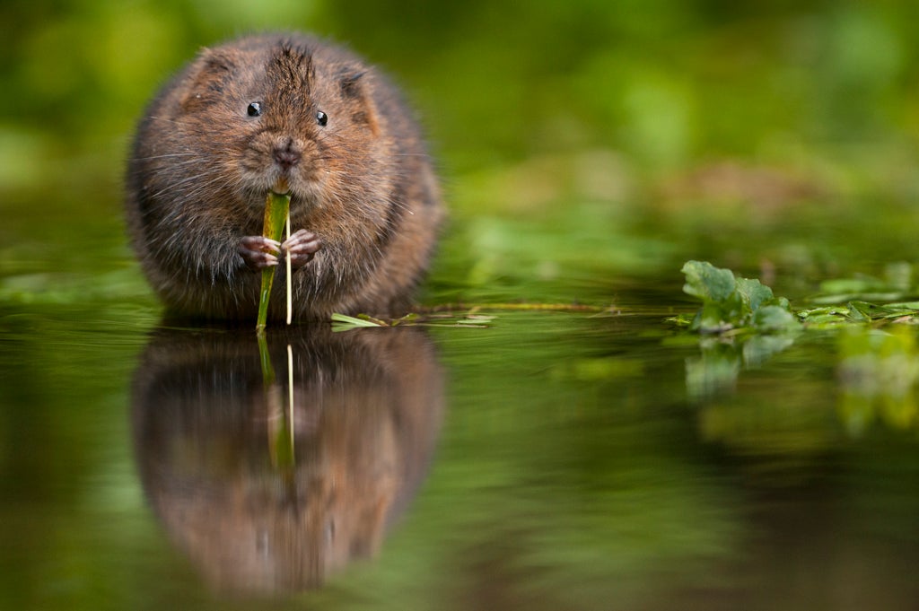 Water vole number have fallen due to the introduction of the predatory American mink and also harmful agricultural practices