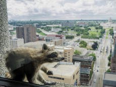 Raccoon becomes international star after scaling skyscraper