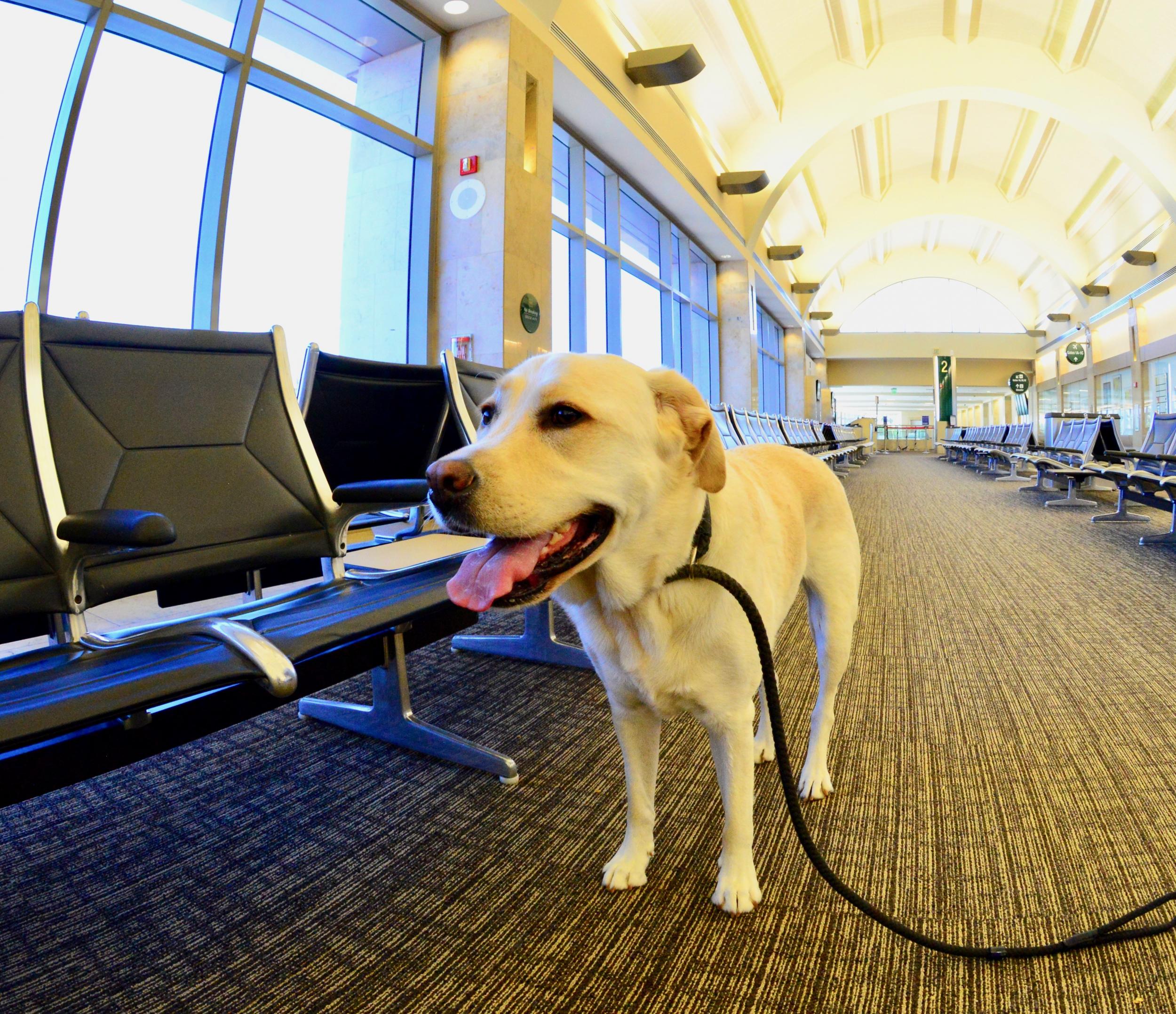 Labrador retriever at the airport