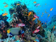 Coral reef growth ‘already failing to keep pace with sea level rise’