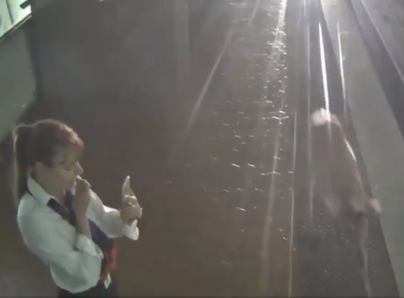 Deer runs past commuter in Virginia Metro station