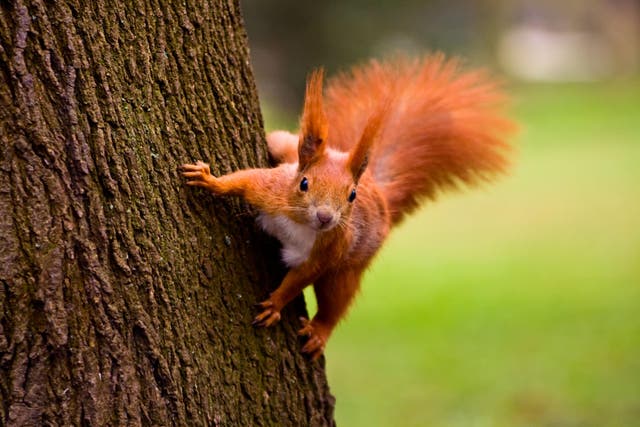 There is something irresistibly charming about our lovely red squirrels – and unfathomably so, because we all know they’re basically just rats with dyed hair and bushy tails