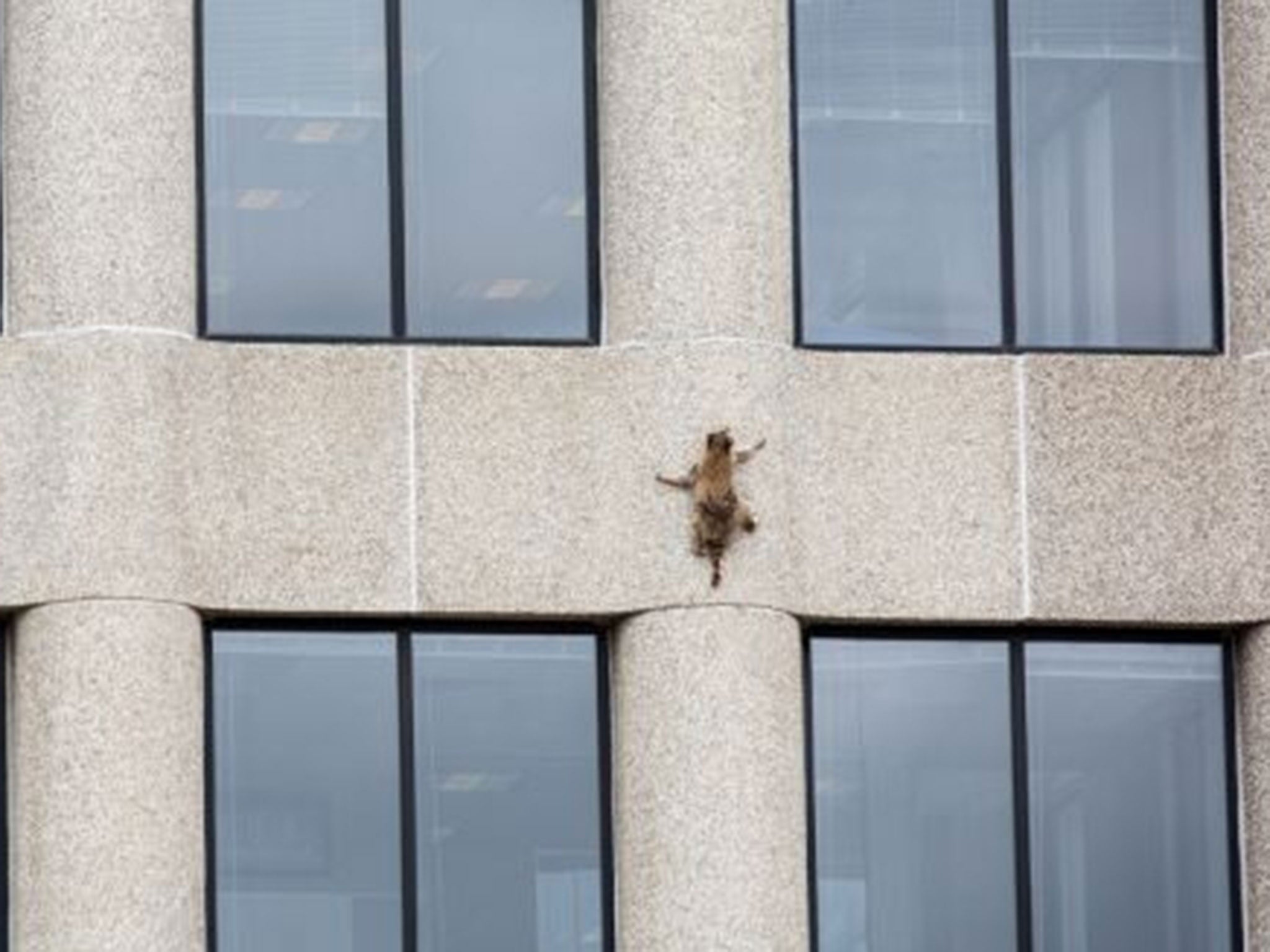 Image result for raccoon climbs office building