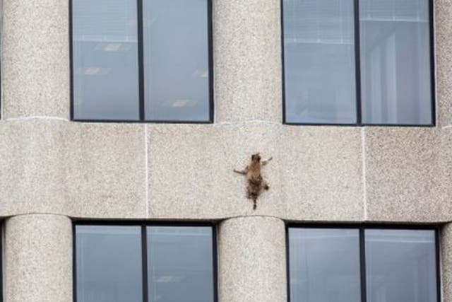 A raccoon scurries up the side of the UBS Plaza building in St Paul, Minnesota