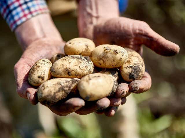 From the ground up: new potatoes are an early summer treat (Seasonal Spuds)
