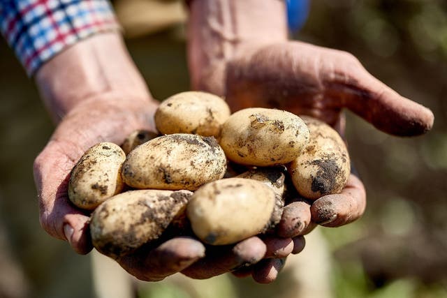 From the ground up: new potatoes are an early summer treat (Seasonal Spuds)