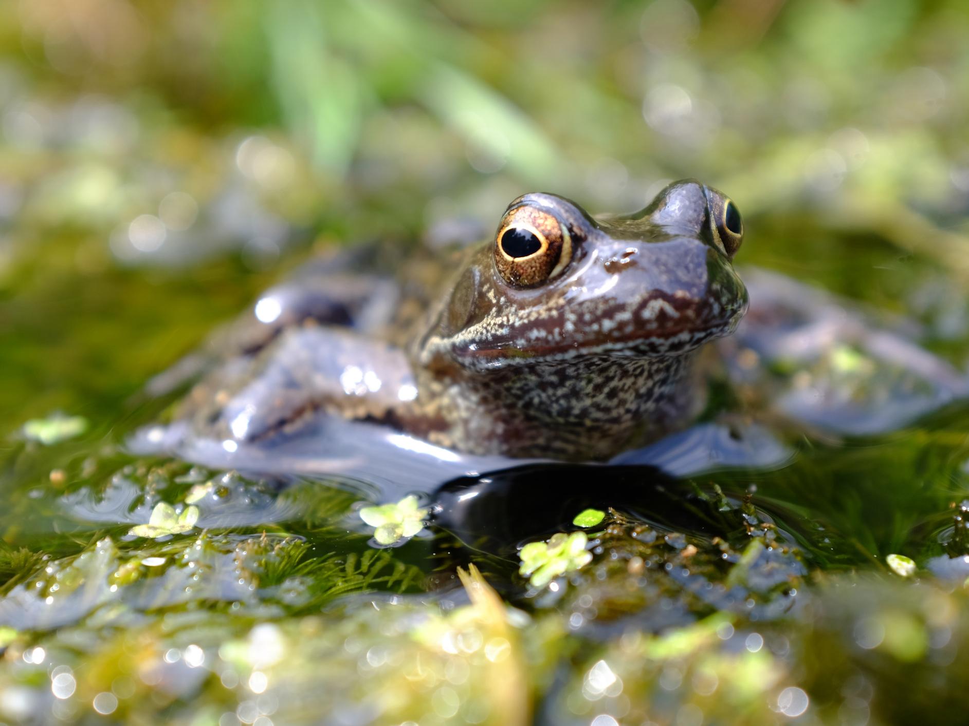 Amphibians such as this common frog could have their fertility impacted by the widespread use of pesticides that affect their hormones