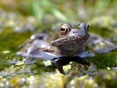 Pesticides could wipe out frogs by turning them female, study finds