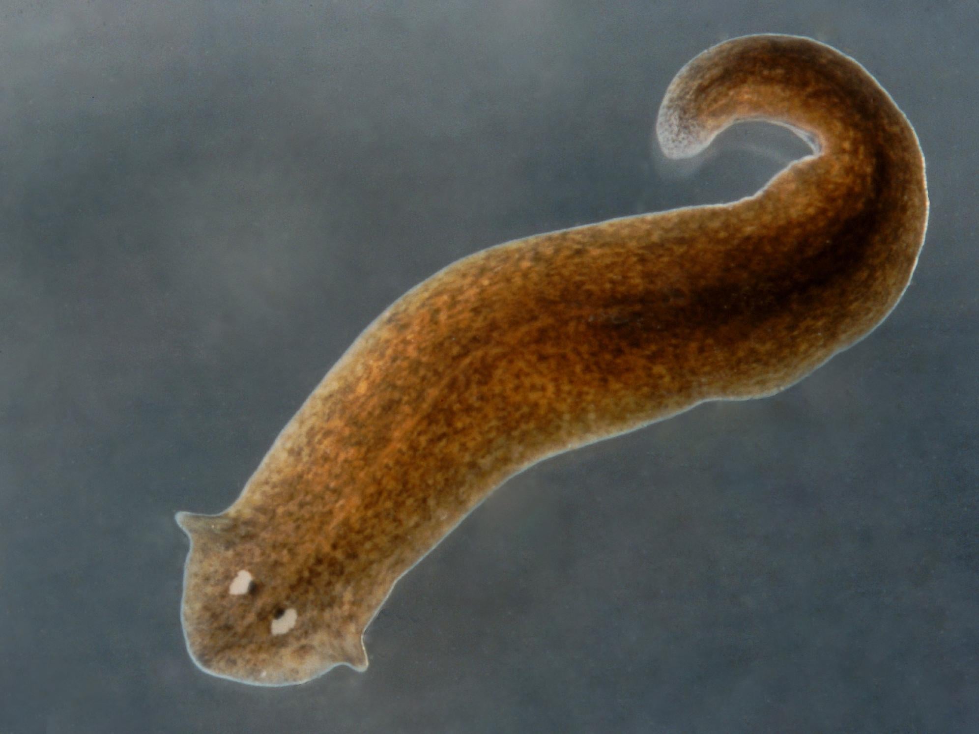 Planarian flatworms are able to regrow severed heads and other body parts