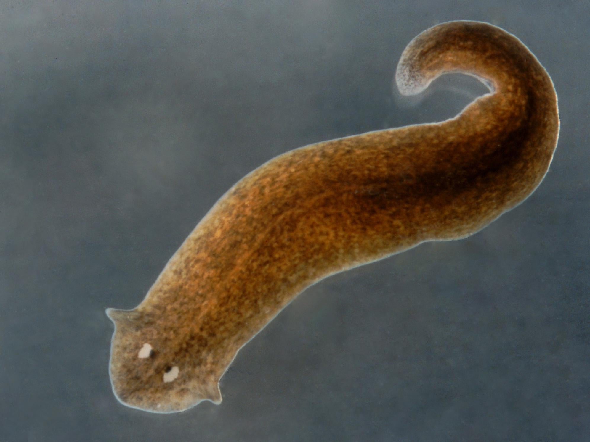 Facts About The Planaria