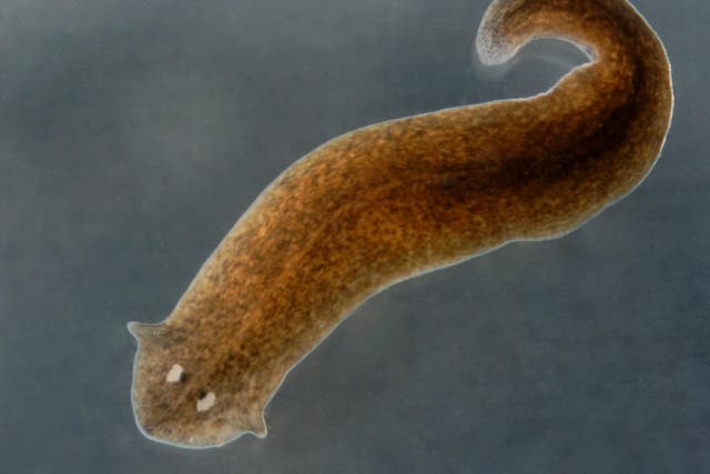 Planarian flatworms are able to regrow severed heads and other body parts