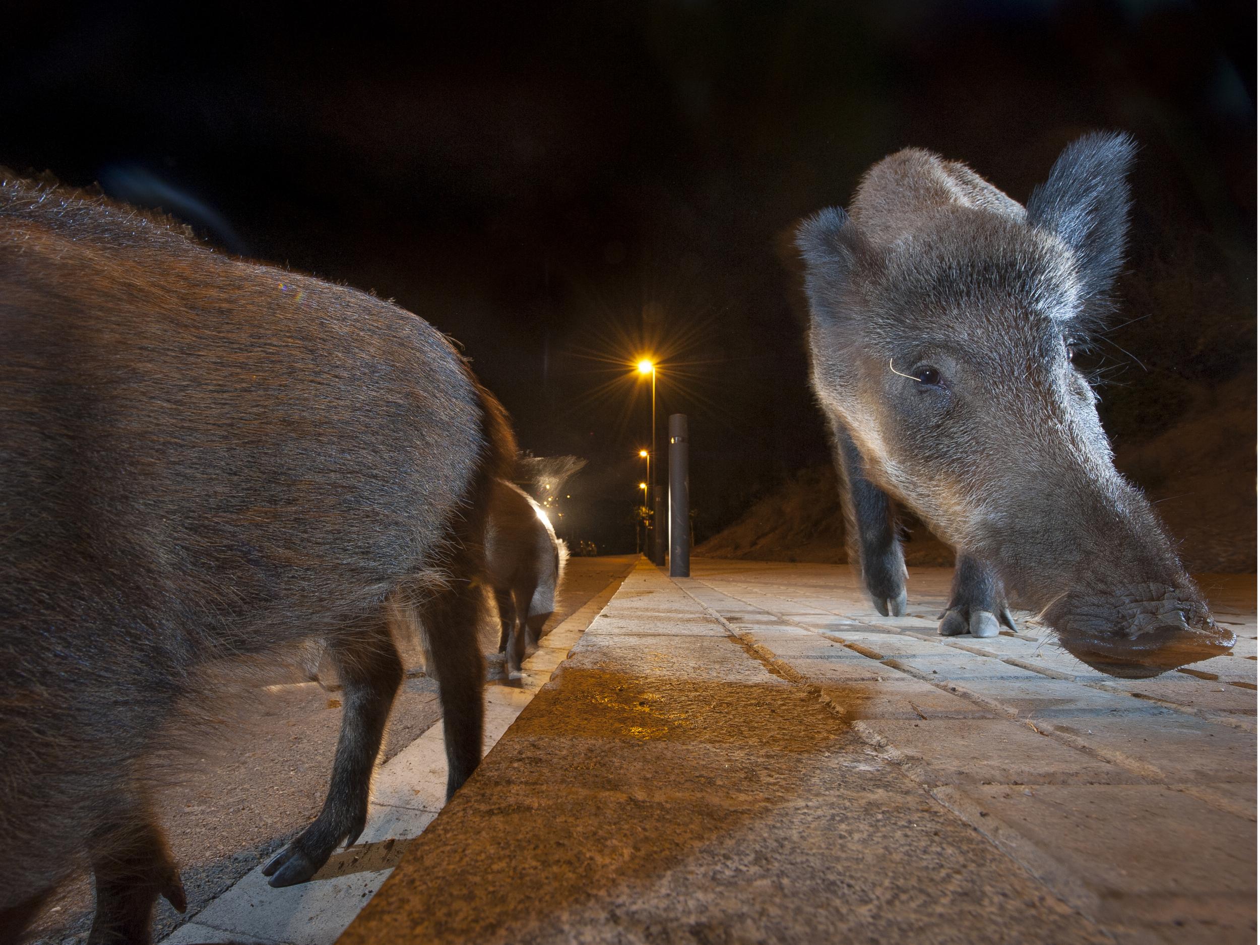Wild boar foraging for food near bins in Barcelona: animals are increasingly being forced to emerge at night to avoid contact with humans