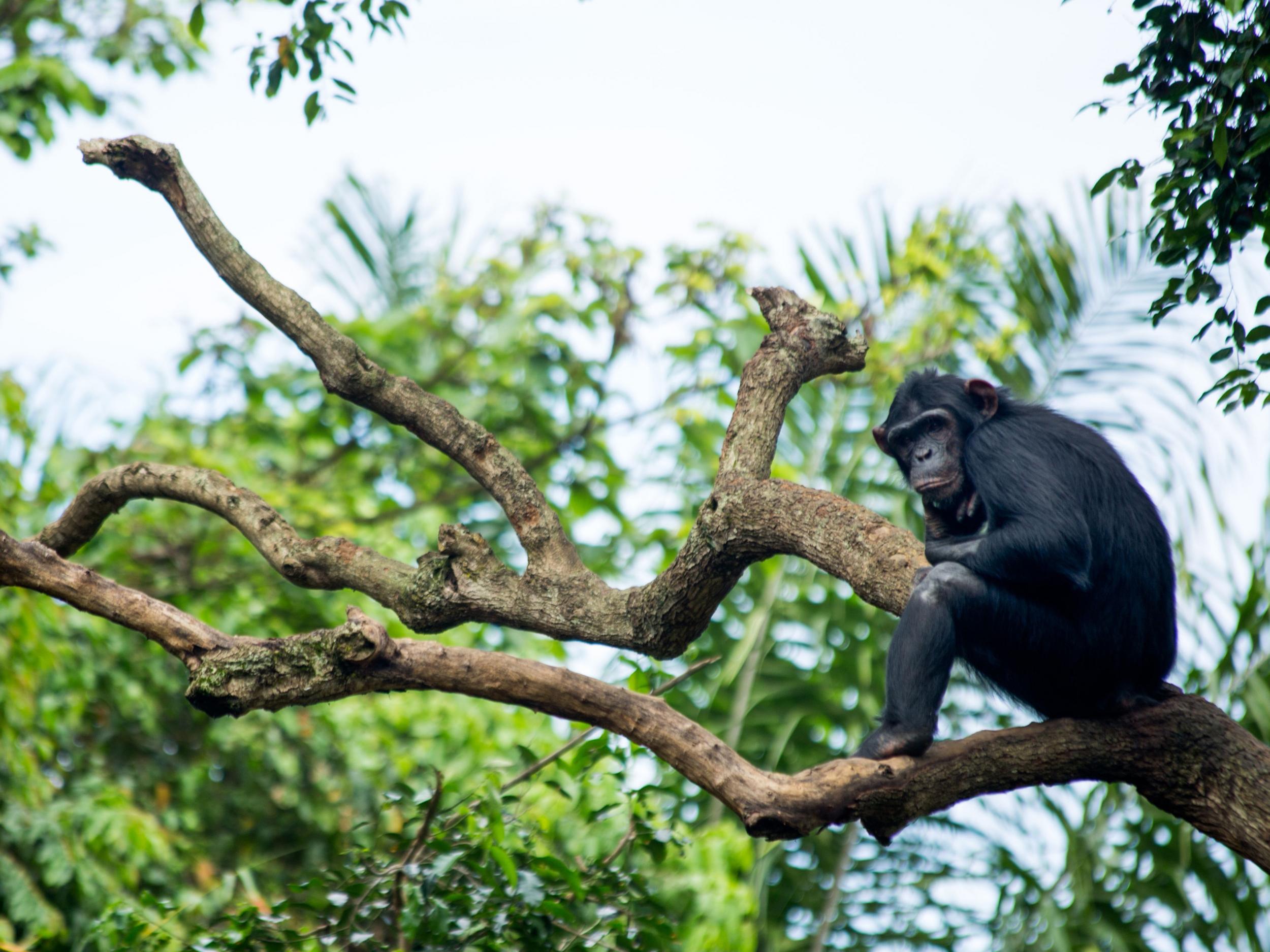 Chimpanzees are among the primate species threatened globally by human activities such as habitat destruction and hunting
