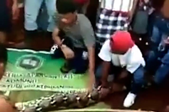Villagers prepare to cut open the python