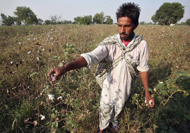 A farmer plucks cotton from his damaged  cotton field on the outskirts of Bhatinda, Punjab