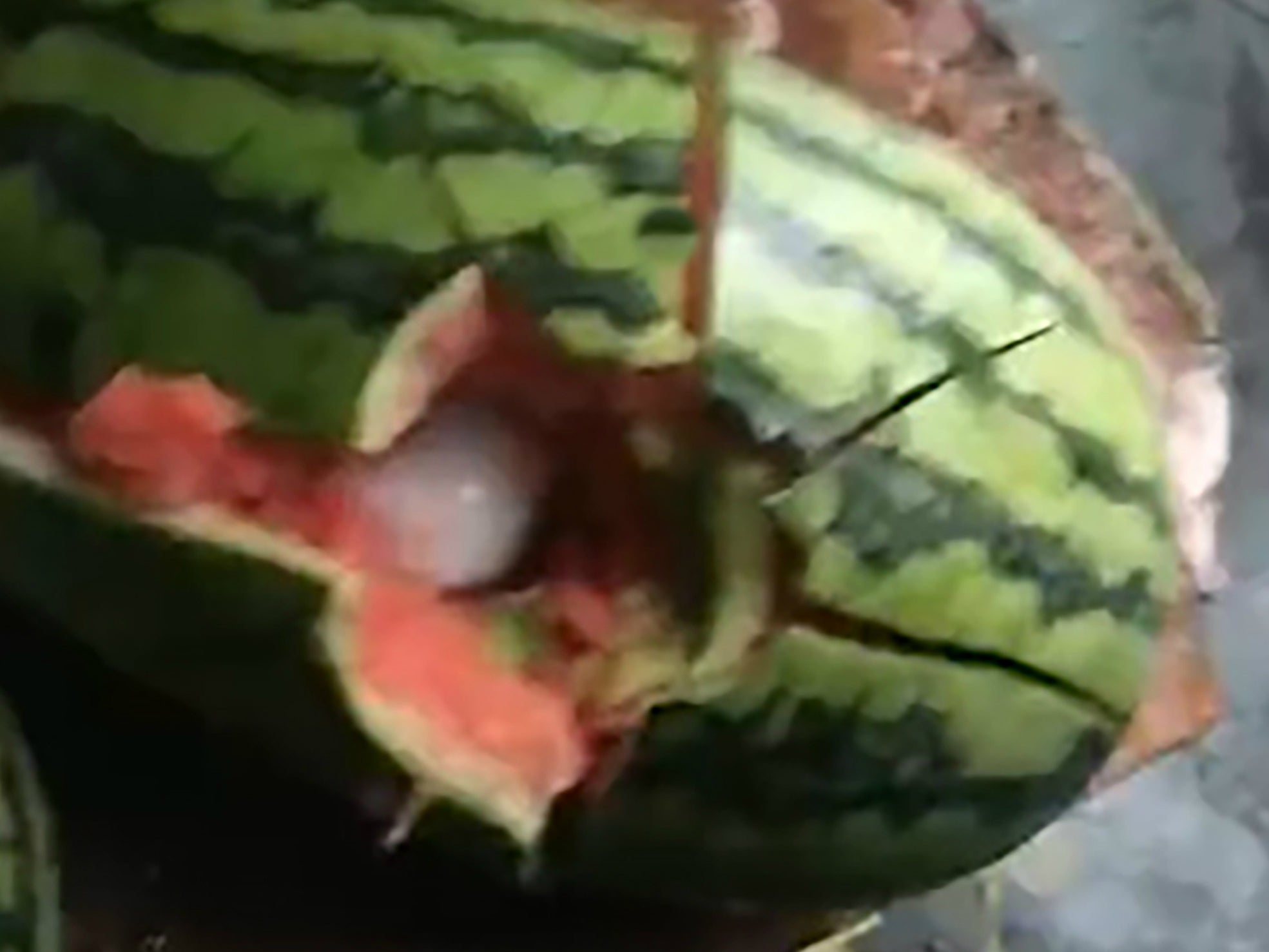 Watermelons were destroyed by hailstone impacts