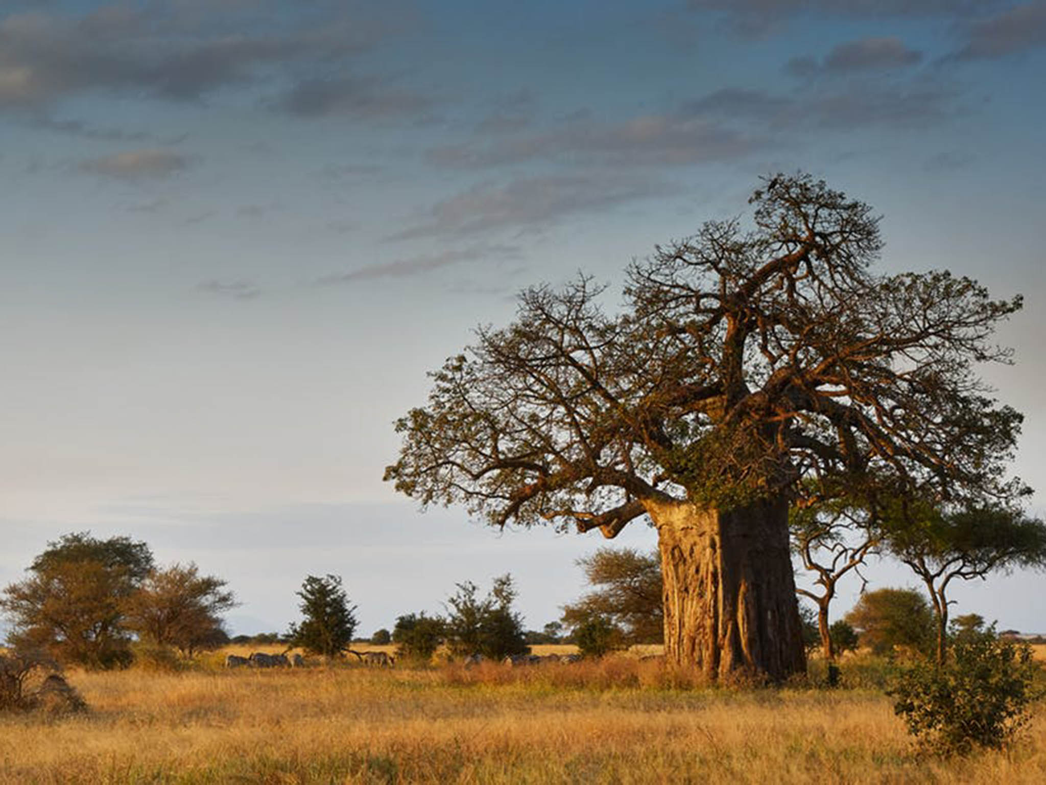 With over 300 uses, a shady canopy and a store of water, baobabs act as an oasis for humans and other animals