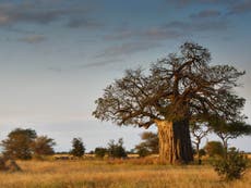 Why Africa’s baobab trees are under threat 