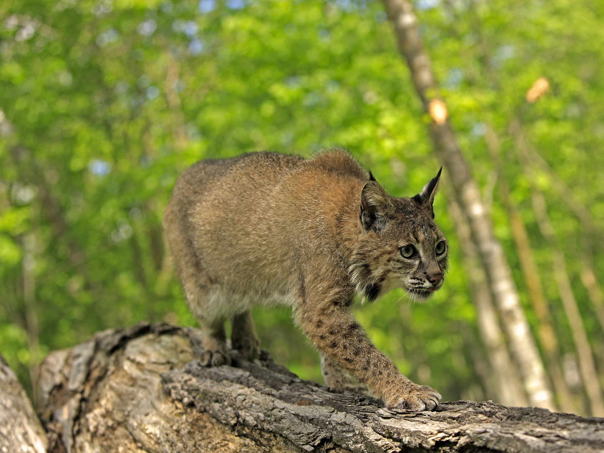 Bobcat (Lynx rufus), adult, walking on log in woodland