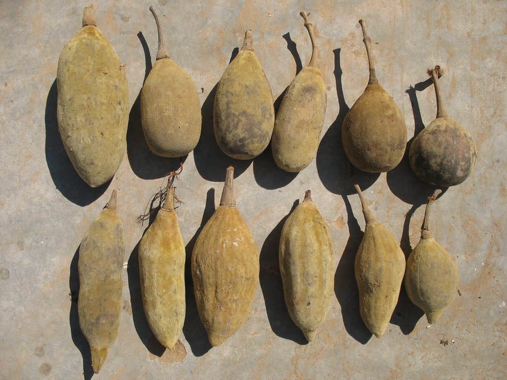 The fruit of the baobab tree is rich in vitamin C, making it an important nutritional supplement
