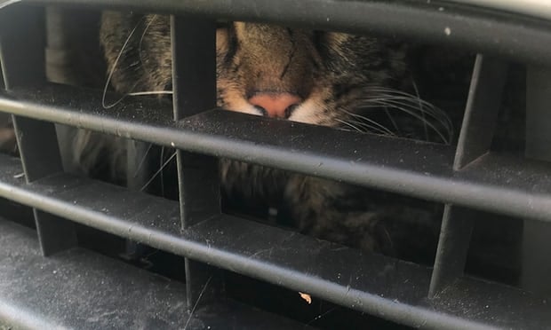 The cat was found in the car's air vent