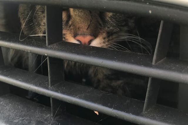 The cat was found in the car's air vent