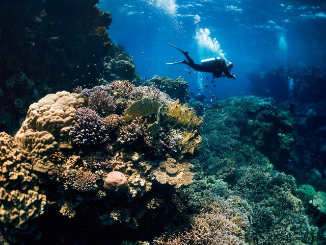 Dozens of coral sites in the Pacific and Caribbean show signs of resisting the harmful effects of climate change and human activity