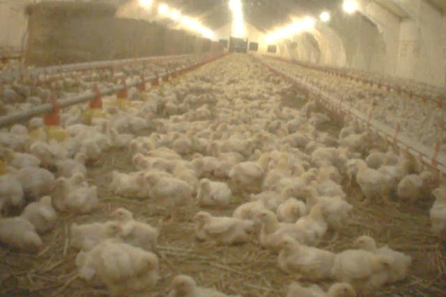 Chickens at the farm in Strzelce-Drezdenko, western Poland