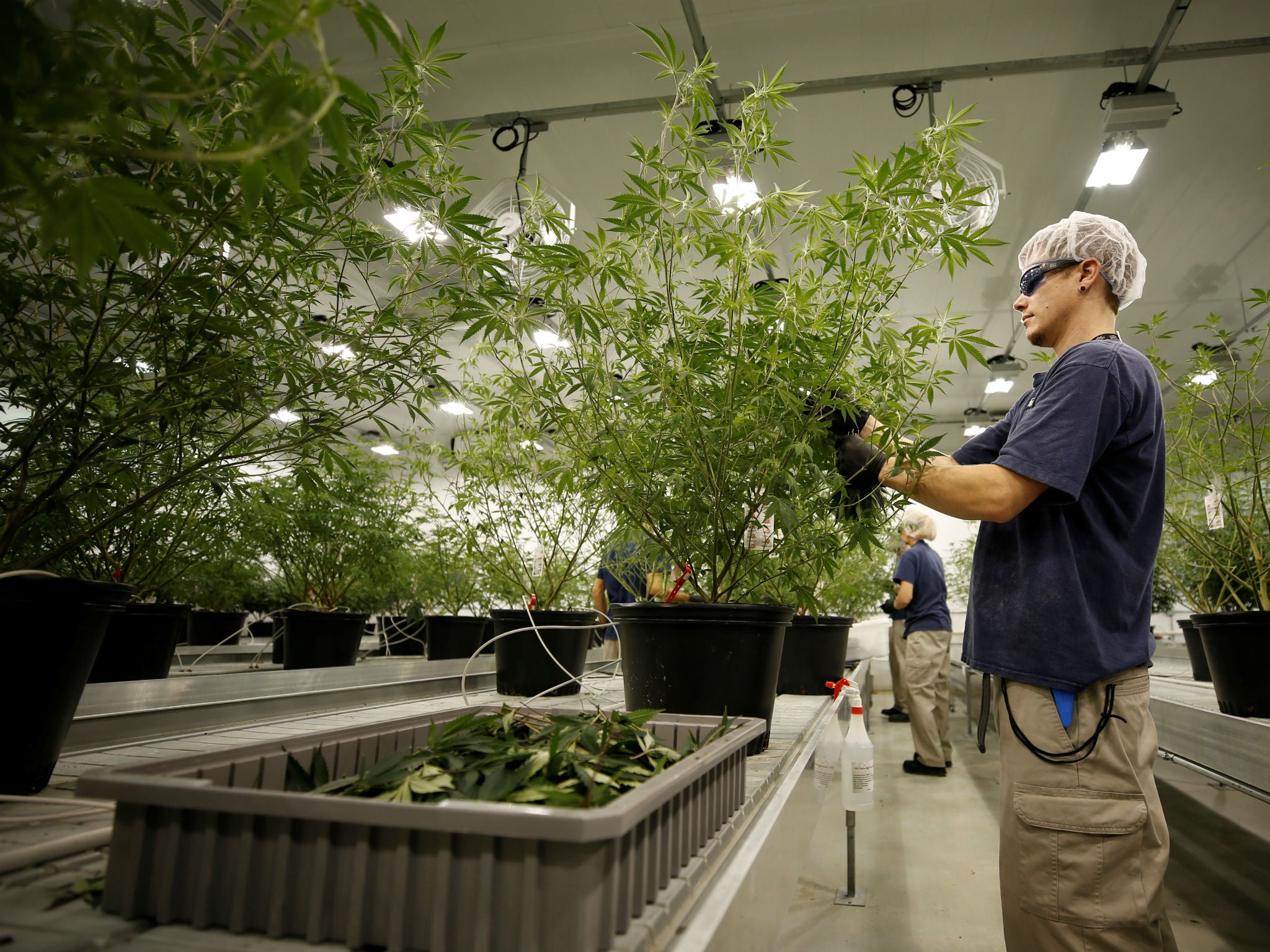 A worker collects cuttings from a marijuana plant at the Canopy Growth Corporation facility in Smiths Falls, Canada